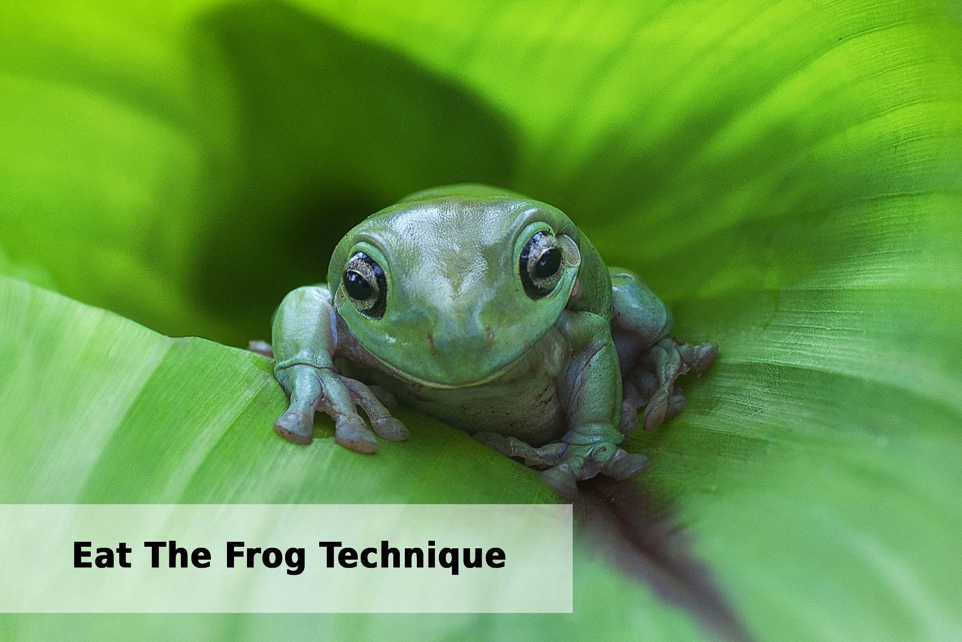 Eat The Frog Technique The Secret To Get More Done Timeular